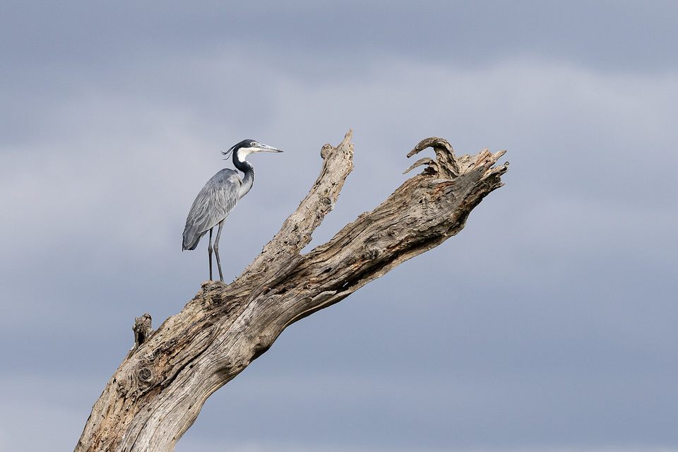 Black-headed heron perched in Serengeti National Park, Tanzania