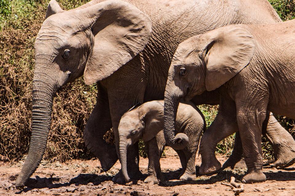Elephants together in Addo Elephant National Park, South Africa