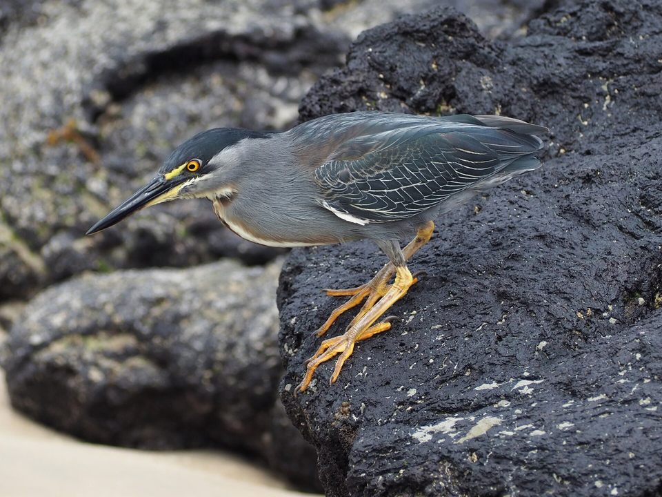 Lava heron on volcanic rock on Isabela Island, Galapagos, Ecuador