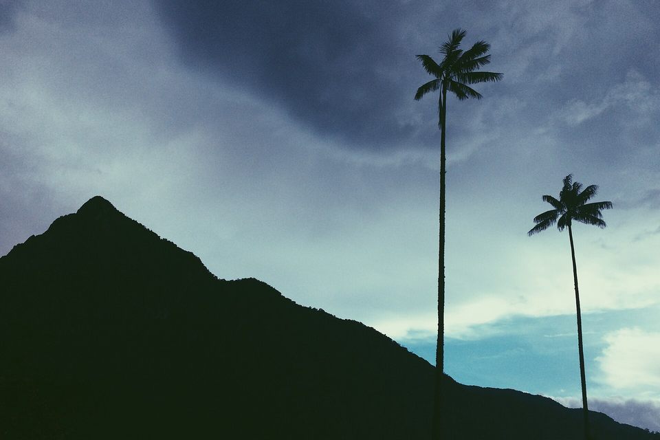 Wax palms against mountains in the Cocora Valley, Colombia