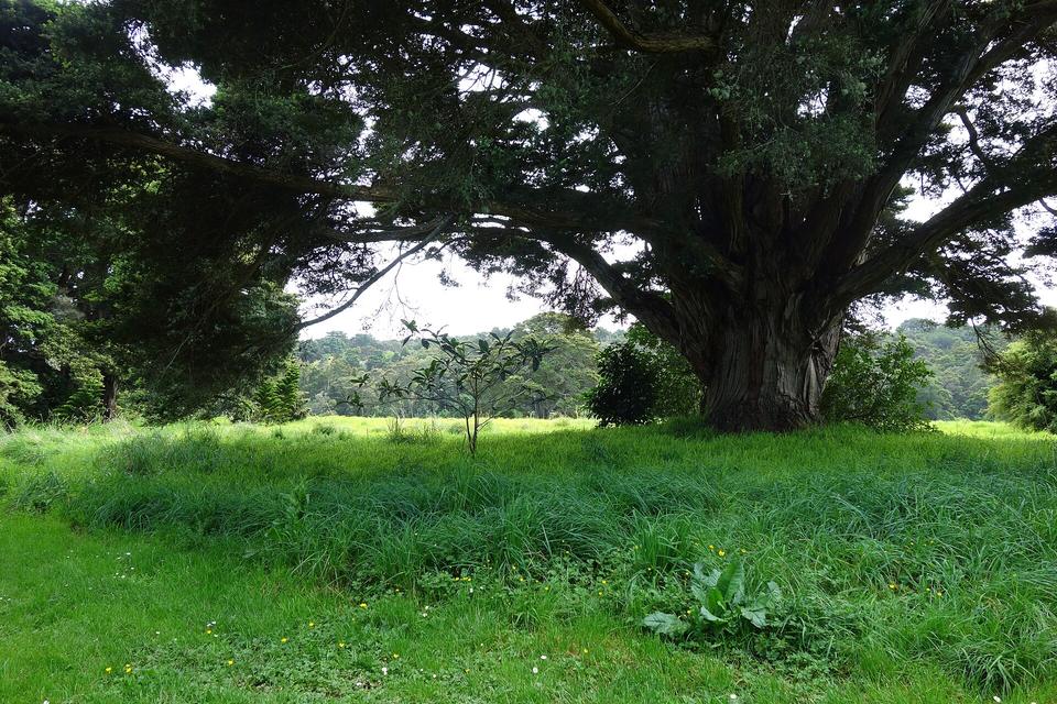Trees and grass in Auckland Botanic Gardens, New Zealand